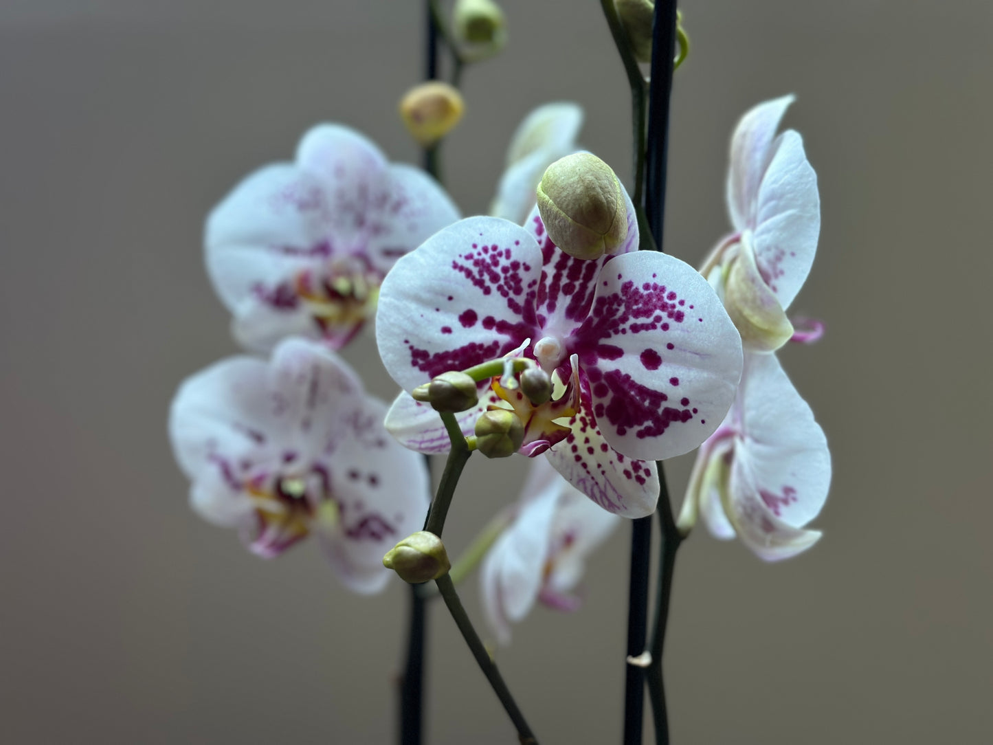 Orquídea Grande Sorrento