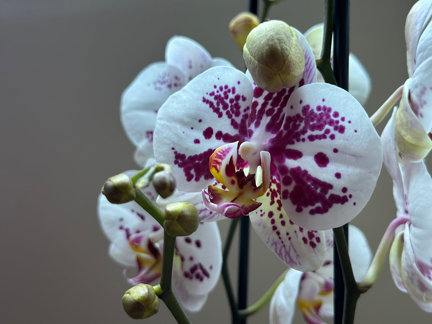 Orquídea Grande Sorrento