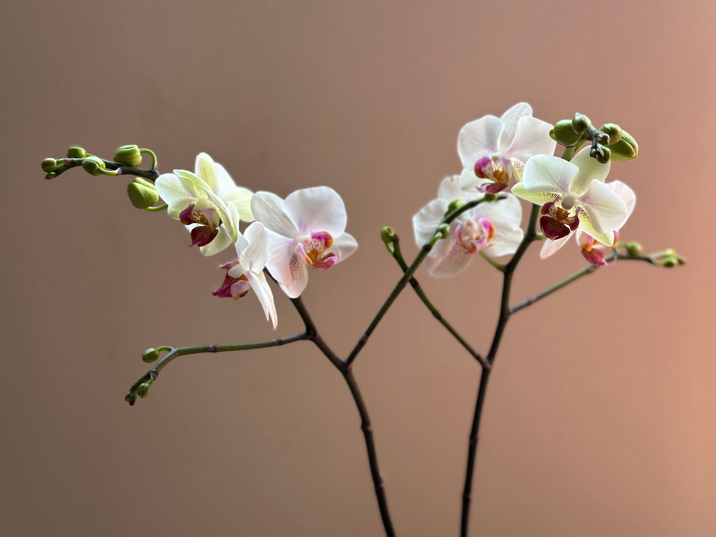 Multiflora Winterlove