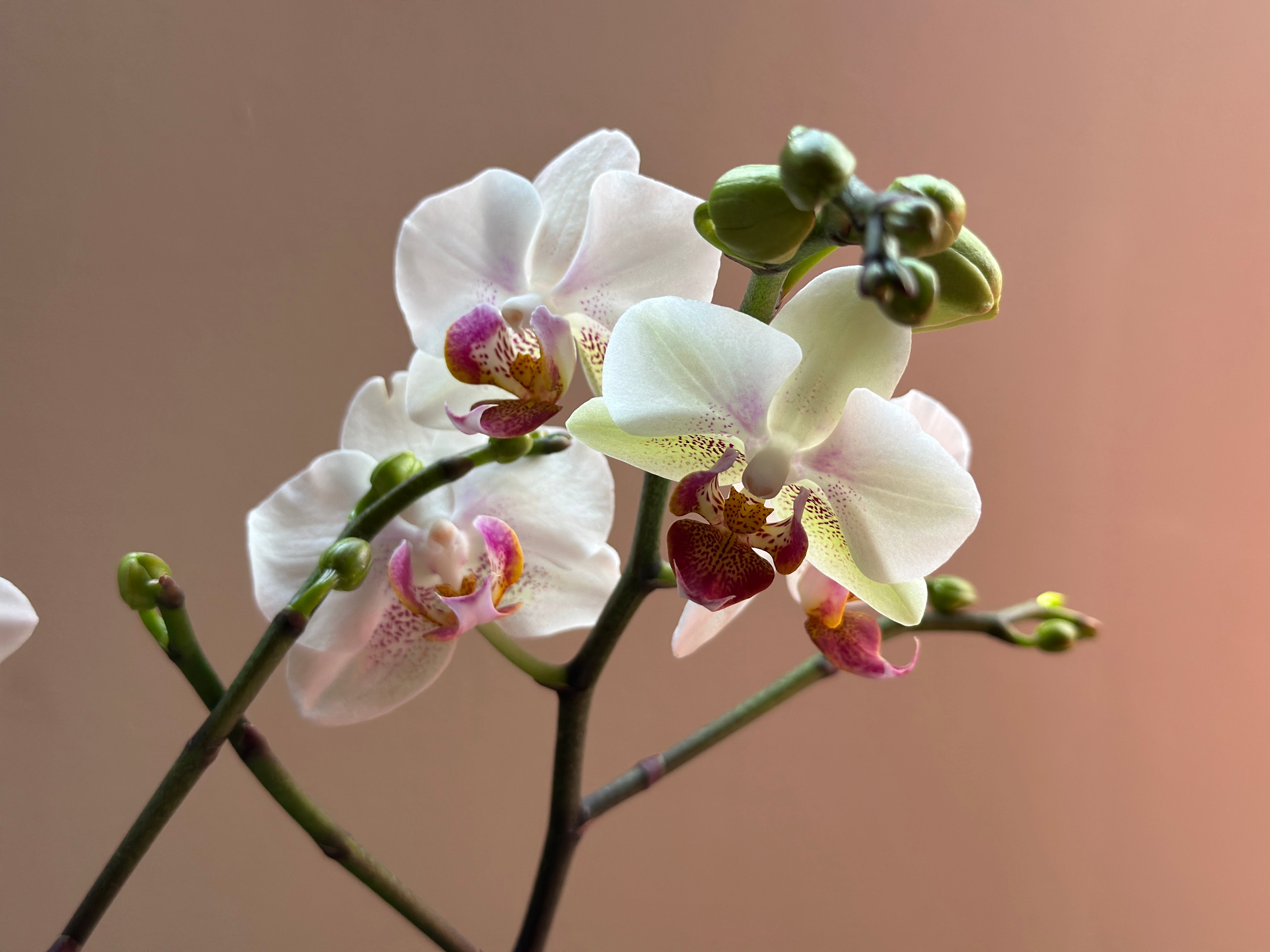 Multiflora Winterlove – Espacio Floral