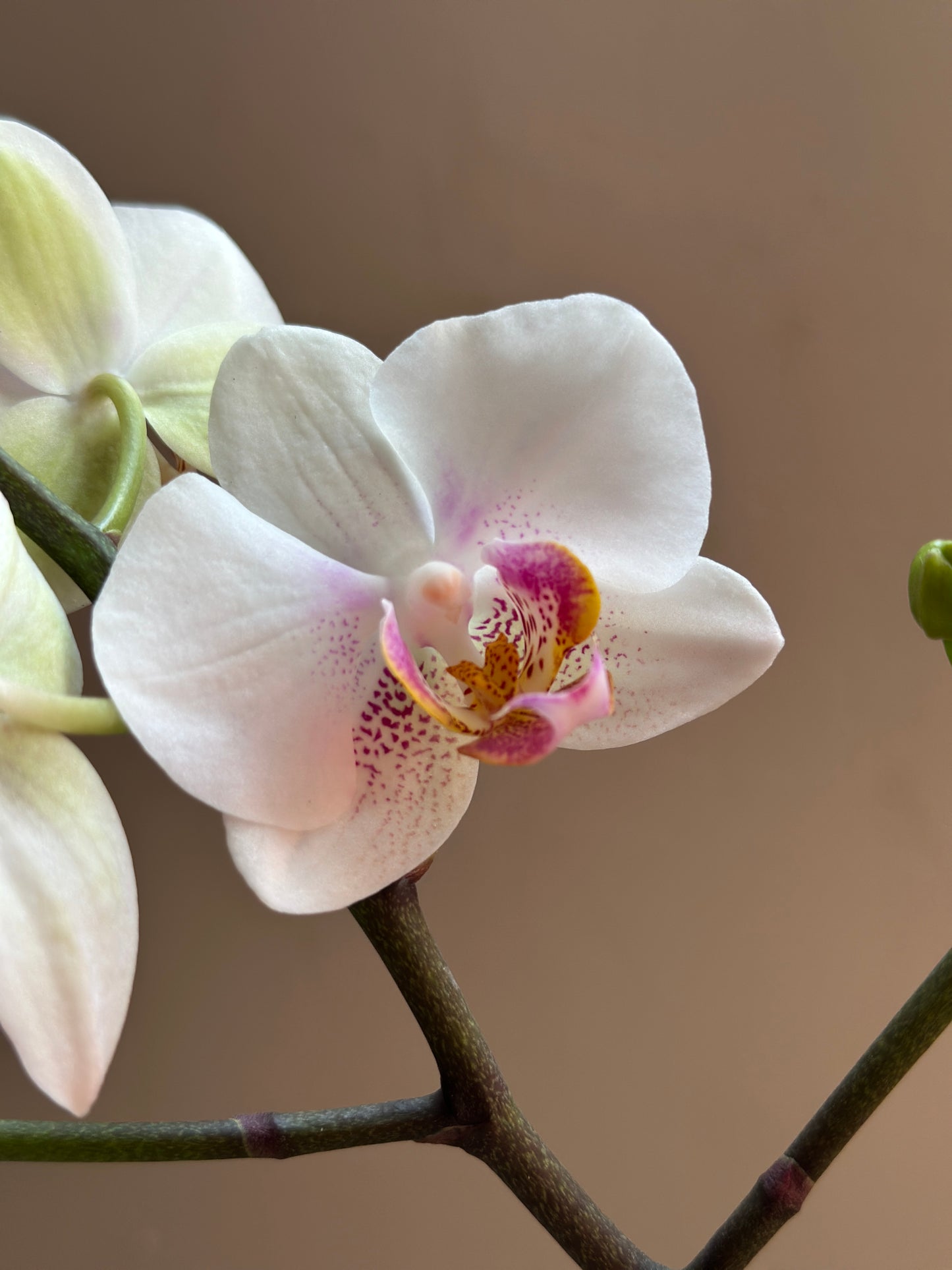 Multiflora Winterlove