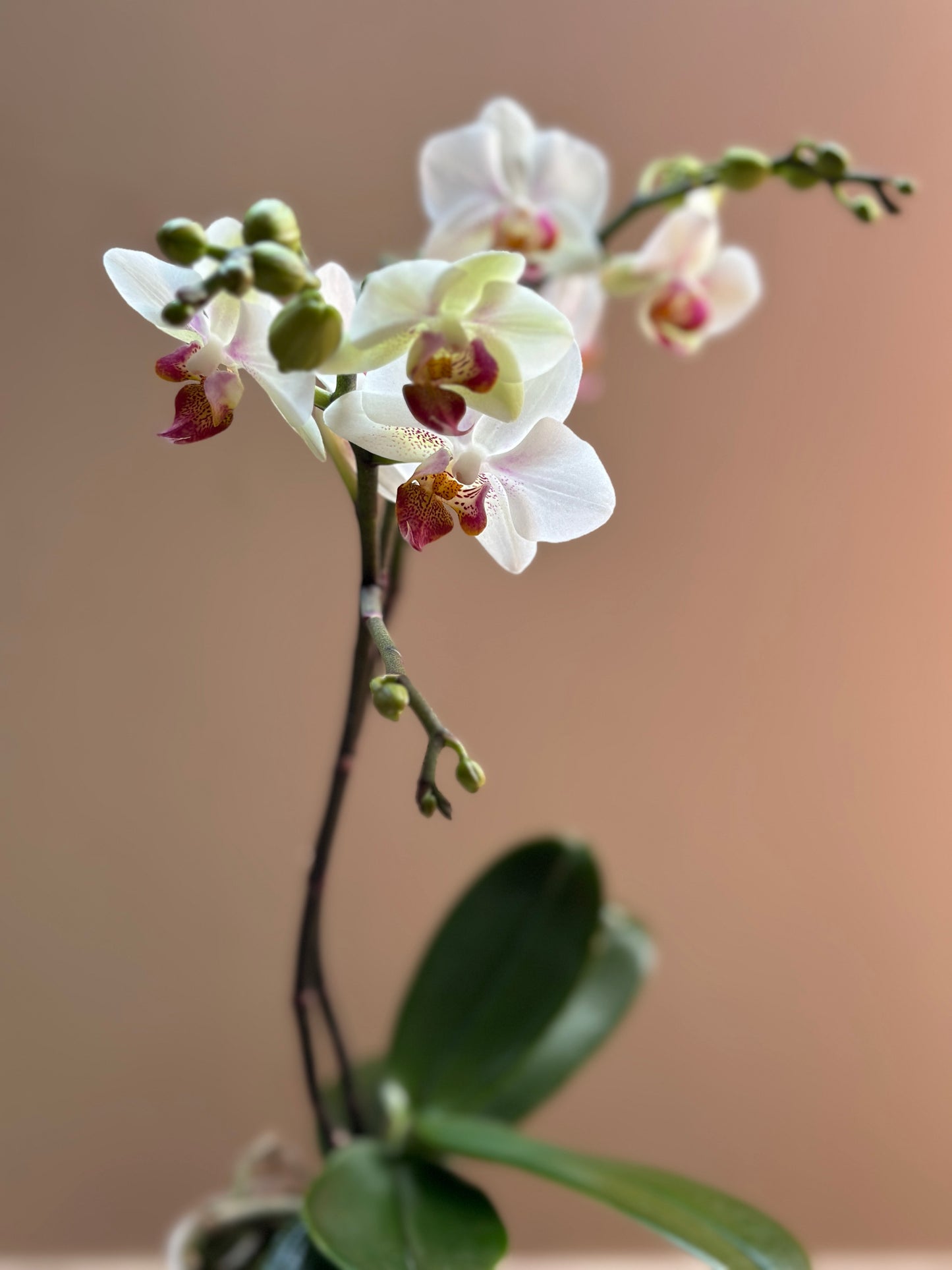 Multiflora Winterlove