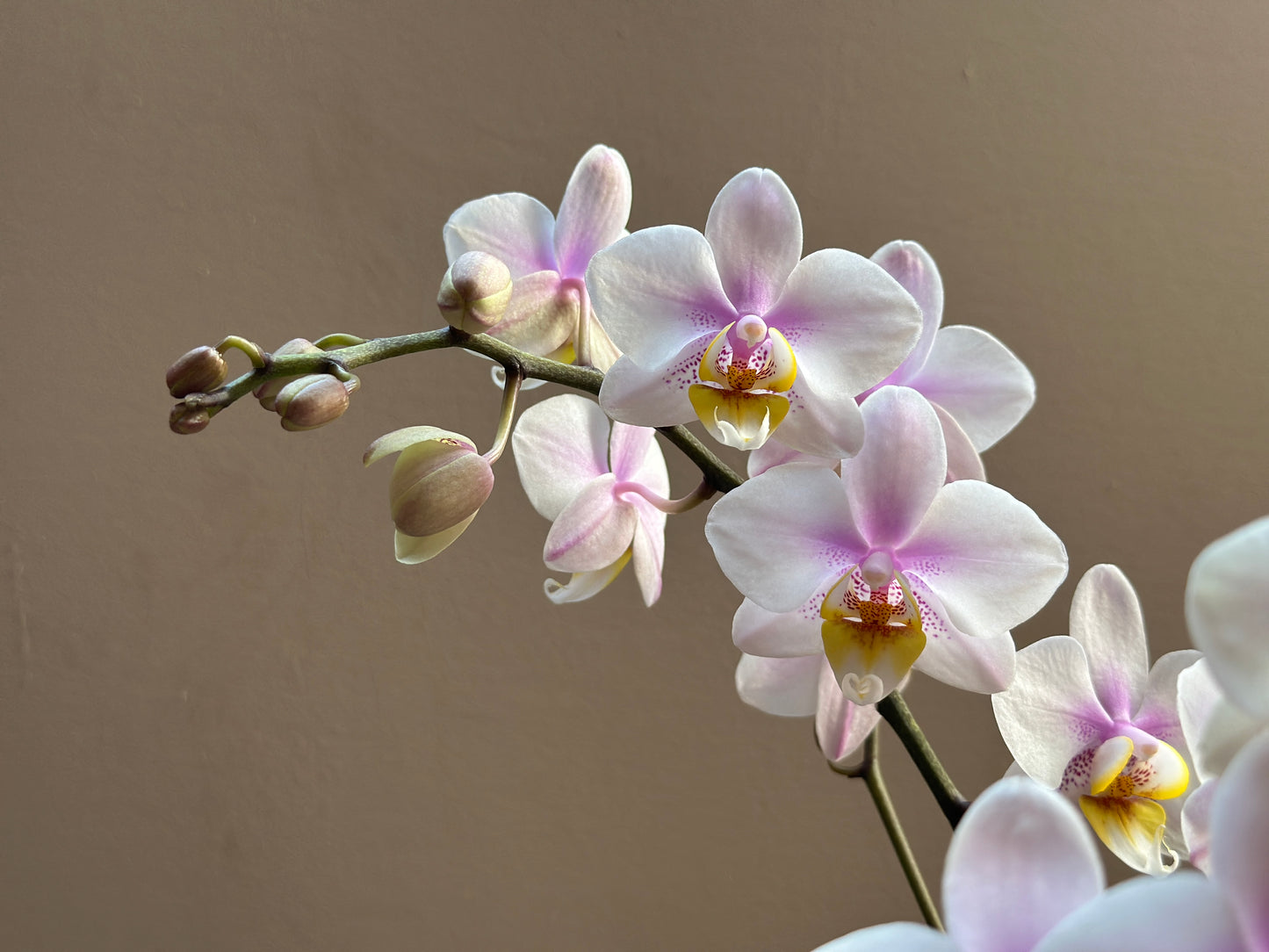 Multiflora Diamond Pink