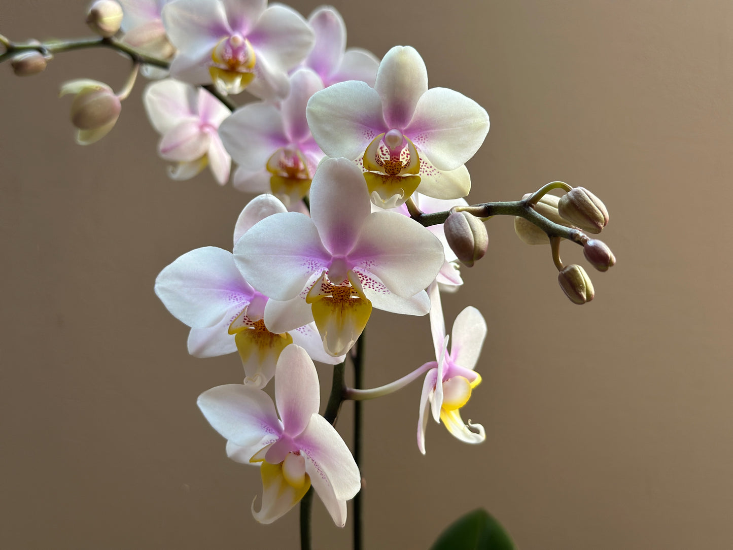 Multiflora Diamond Pink