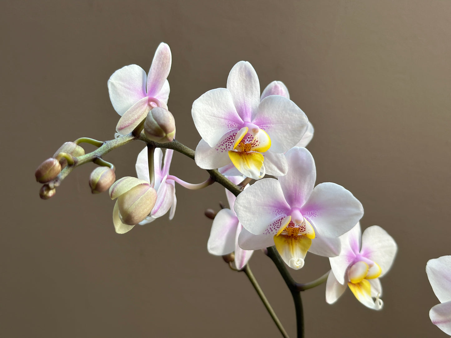 Multiflora Diamond Pink