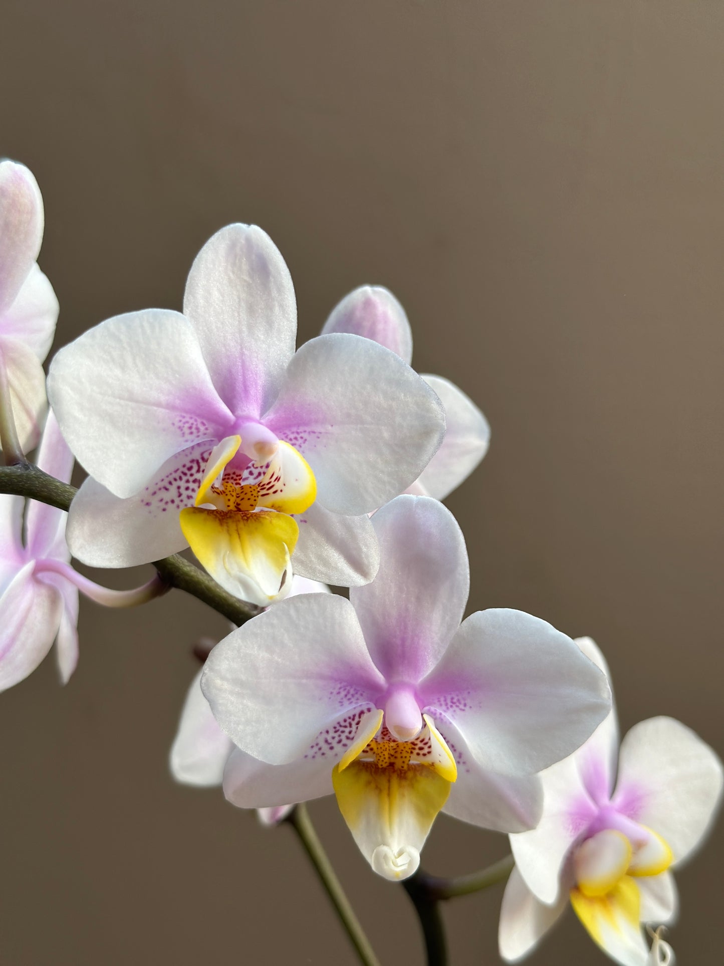 Multiflora Diamond Pink