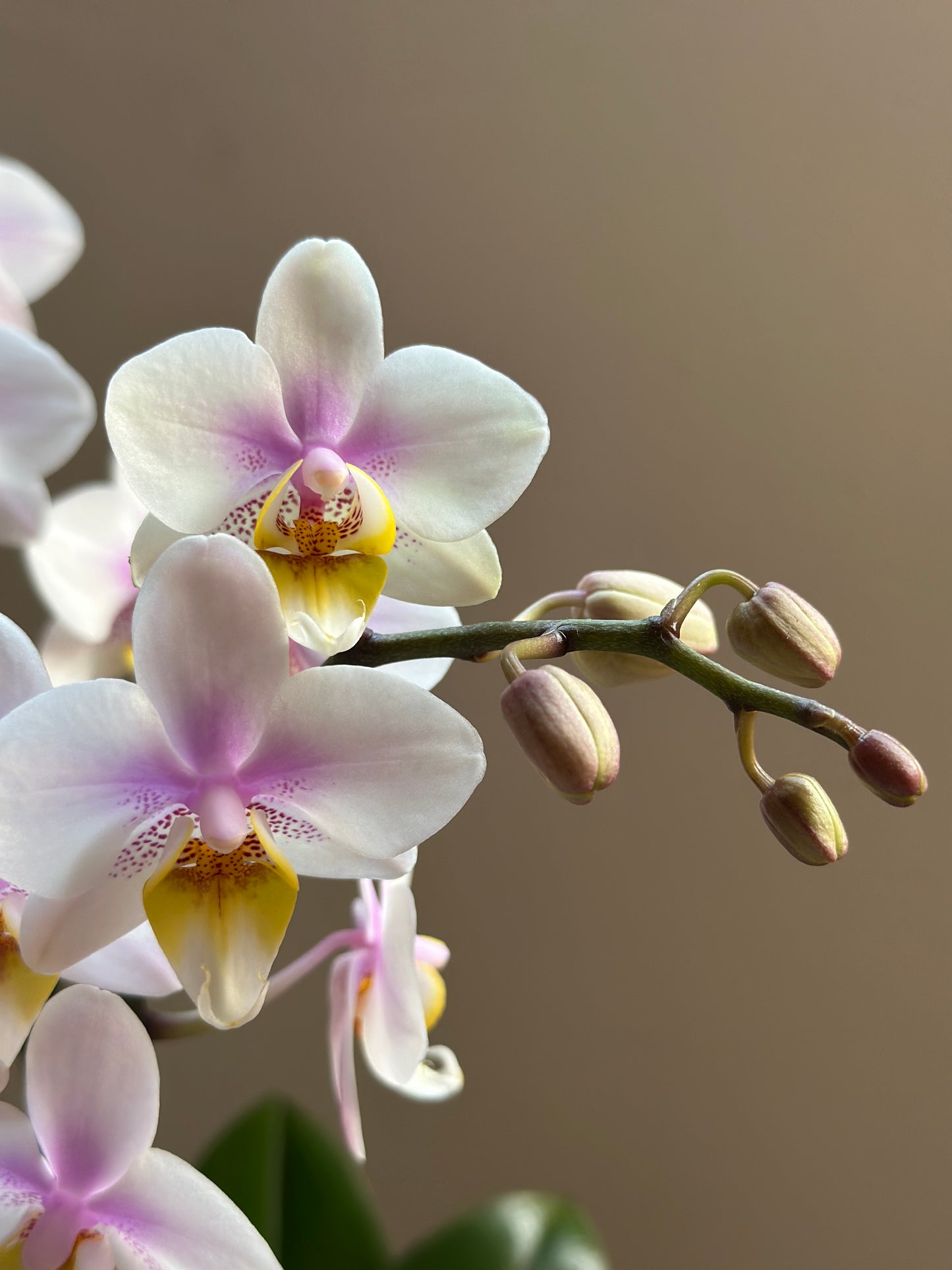 Multiflora Diamond Pink