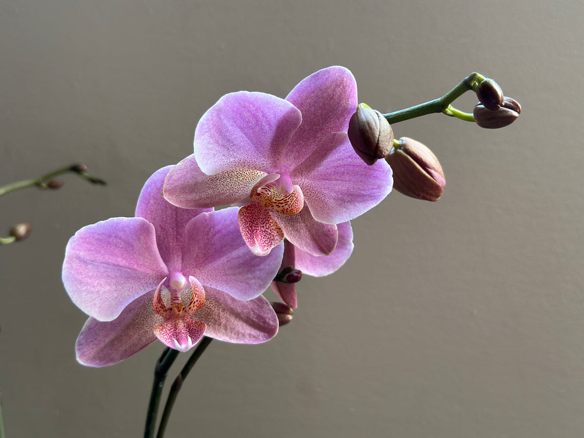 Multiflora Flamingo
