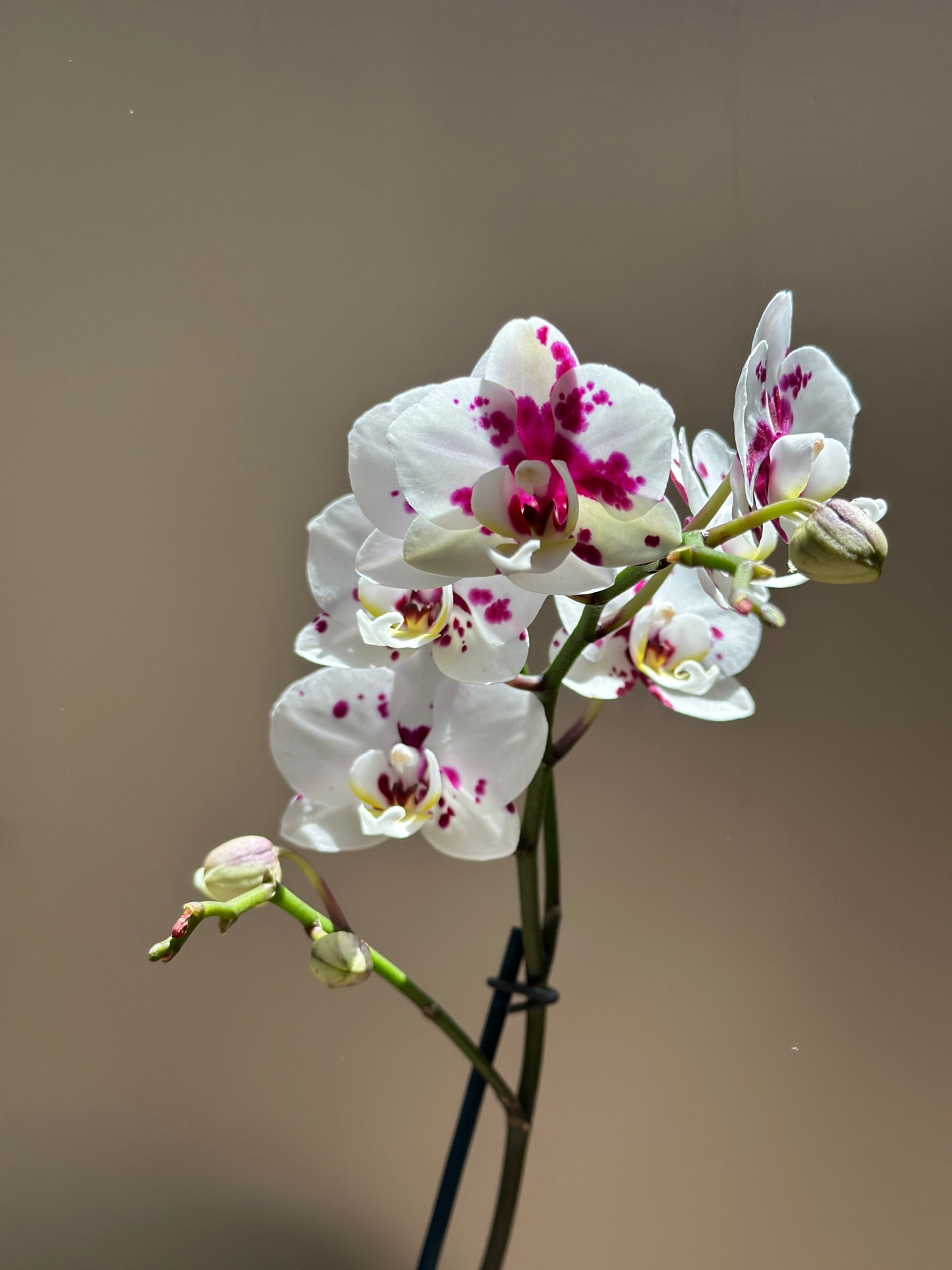 Multiflora Apocalypse