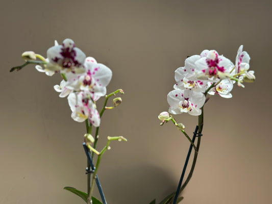 Multiflora Apocalypse