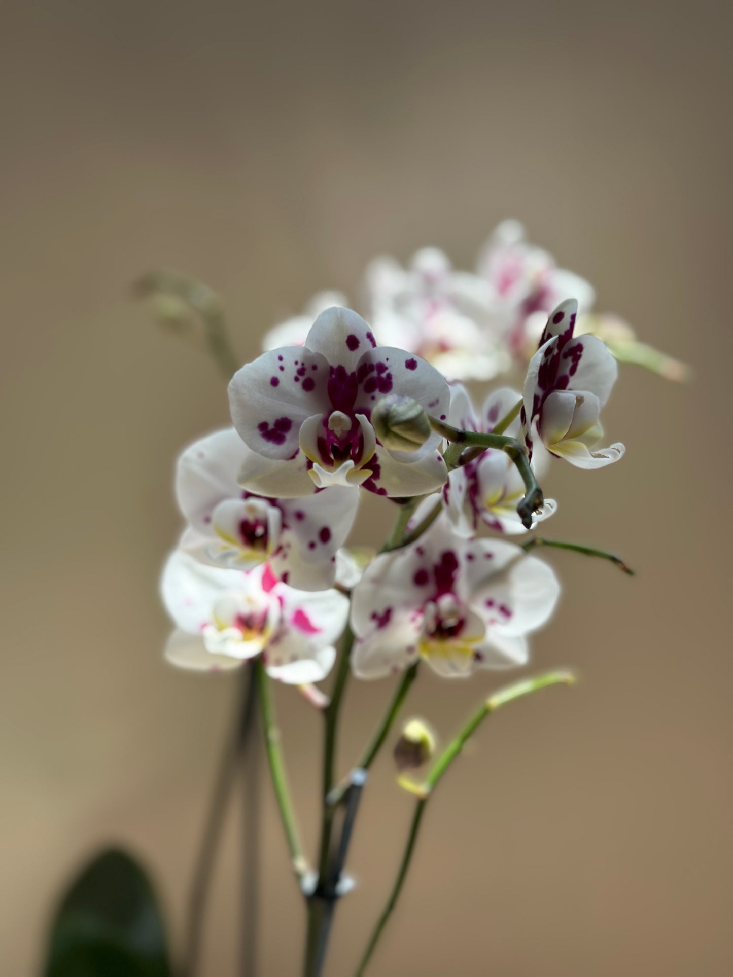 Multiflora Apocalypse