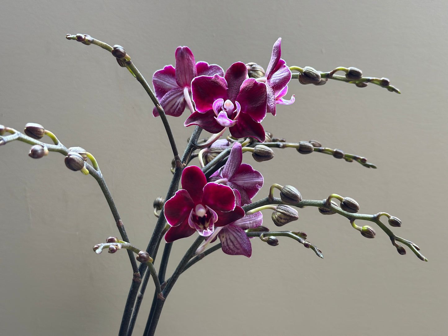 Multiflora Dark Bird