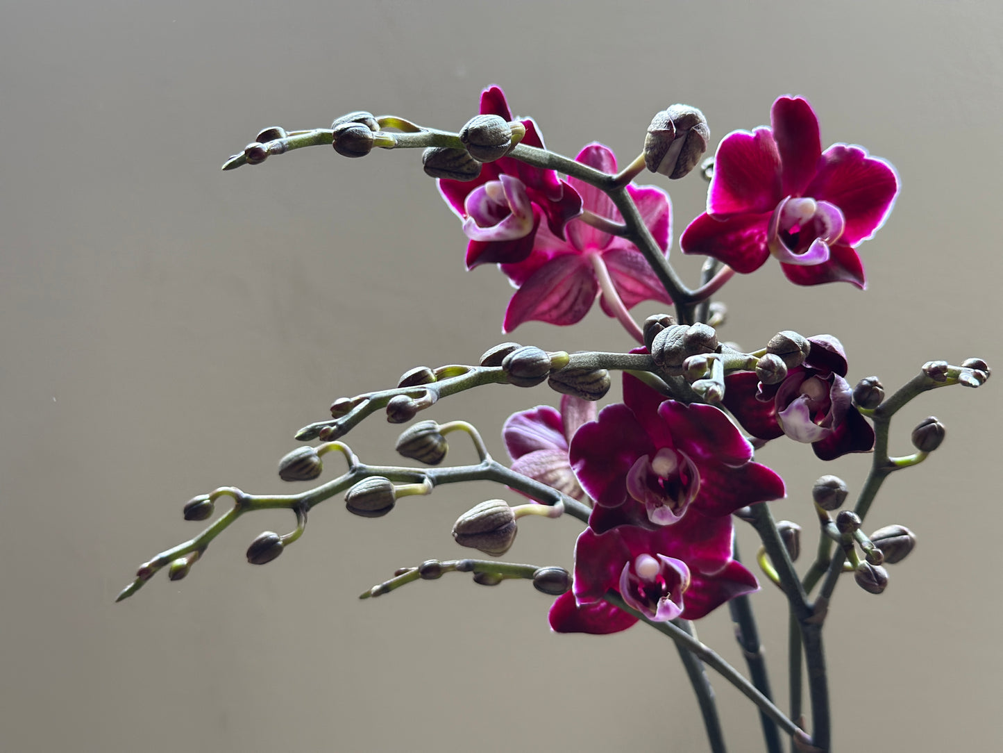 Multiflora Dark Bird