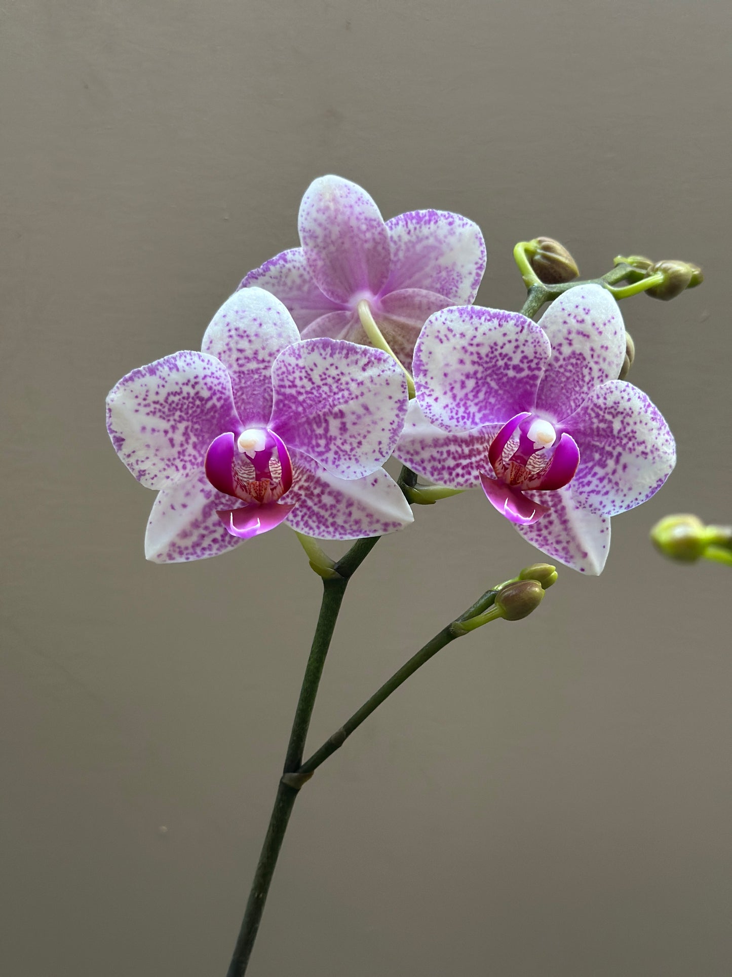 Multiflora Bolgheri Pink