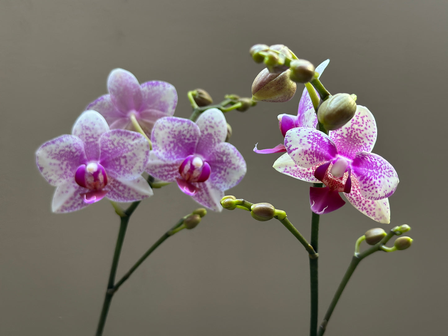 Multiflora Bolgheri Pink
