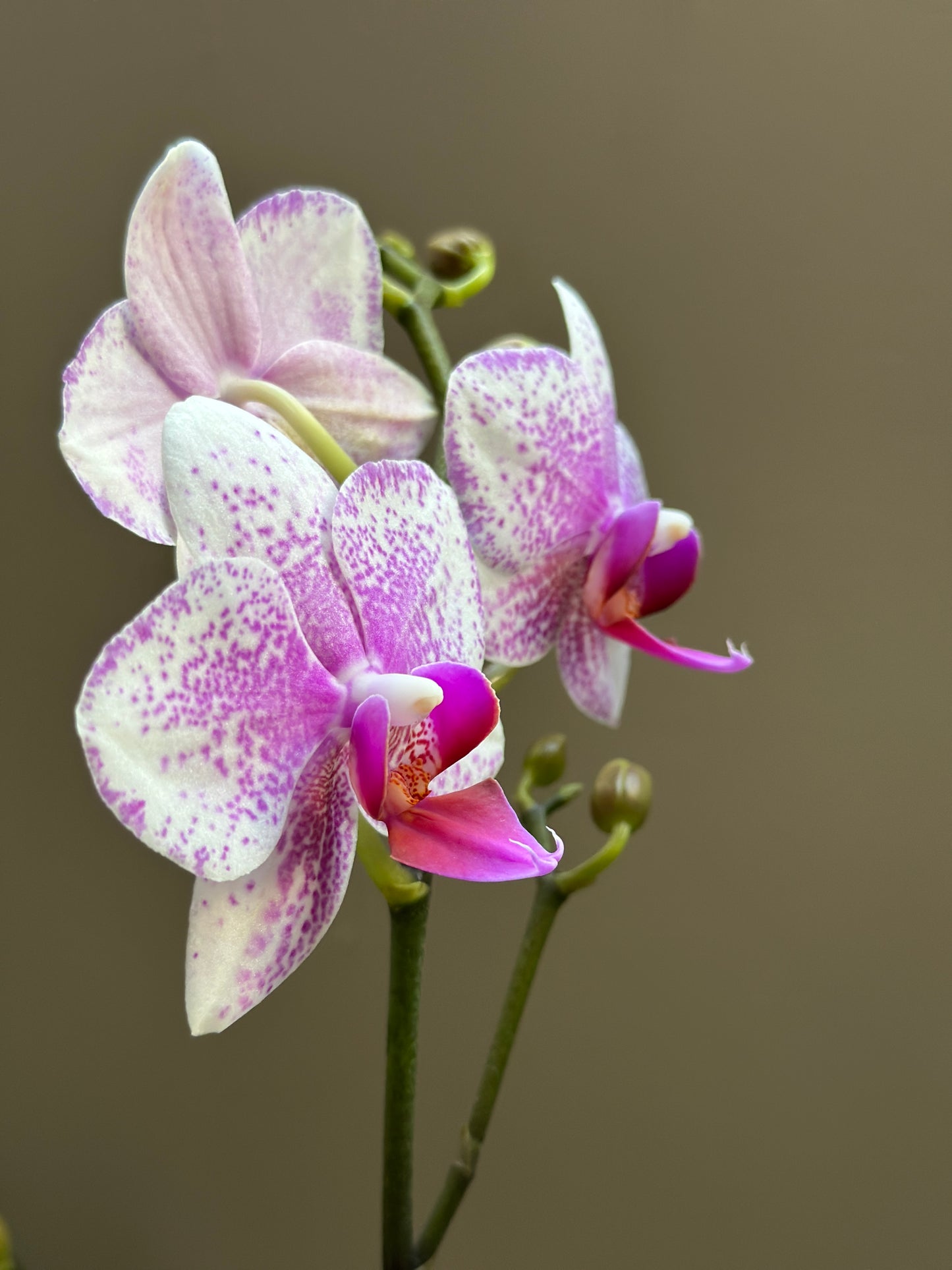 Multiflora Bolgheri Pink