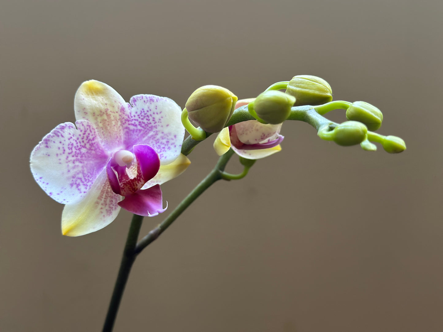 Multiflora Bolgheri Pink