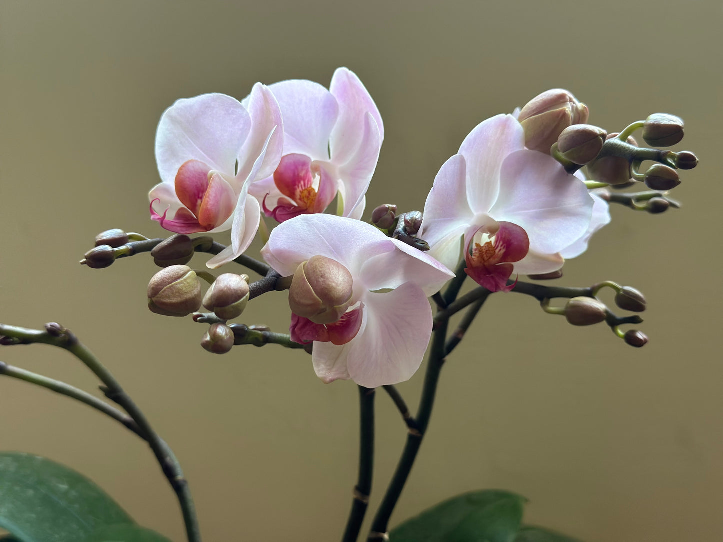 Multiflora Angel Eye