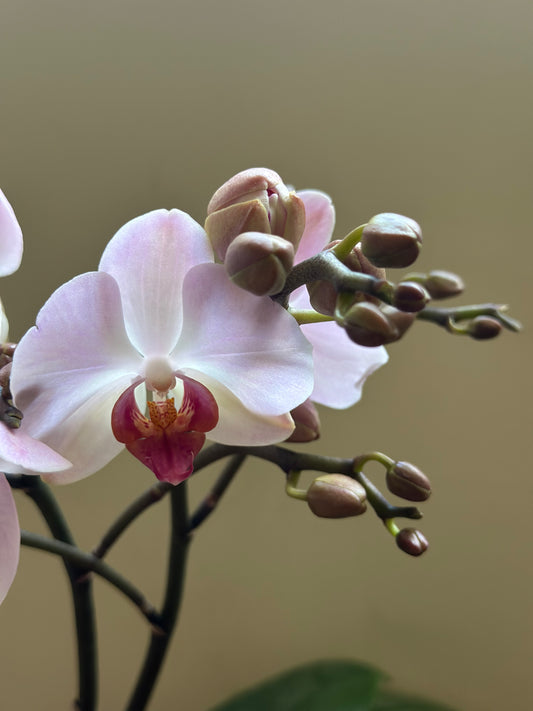 Multiflora Angel Eye