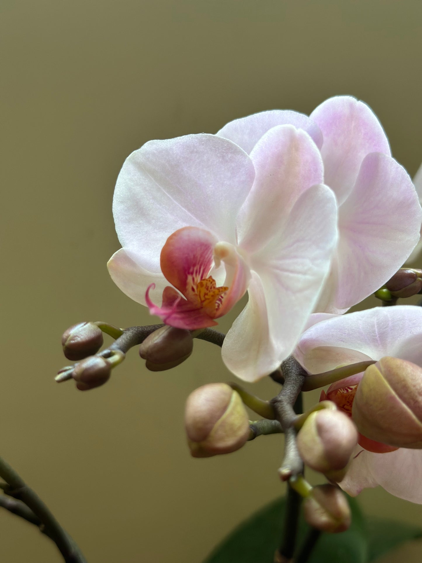 Multiflora Angel Eye