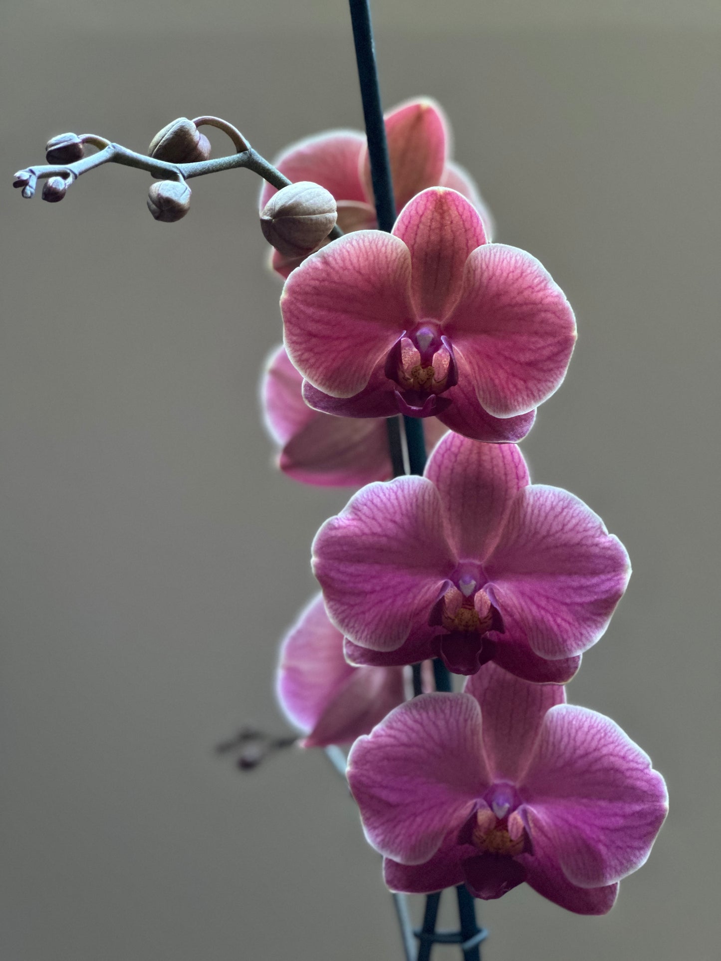Orquídea Grande Coral Fiber Flug