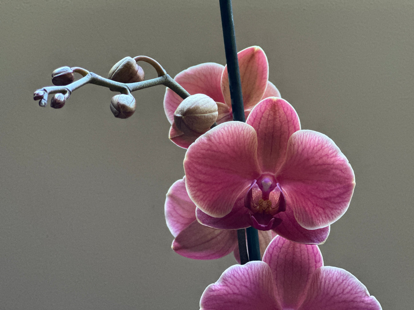 Orquídea Grande Coral Fiber Flug