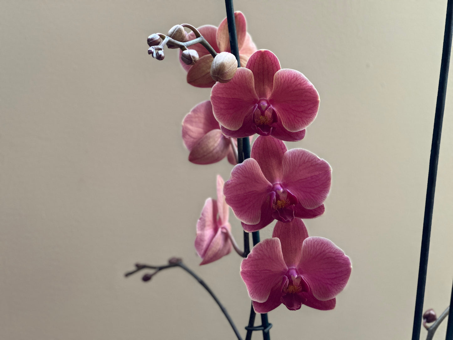 Orquídea Grande Coral Fiber Flug