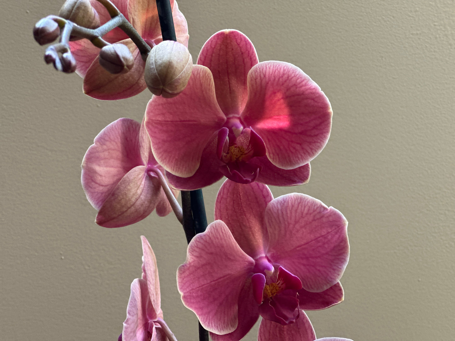 Orquídea Grande Coral Fiber Flug