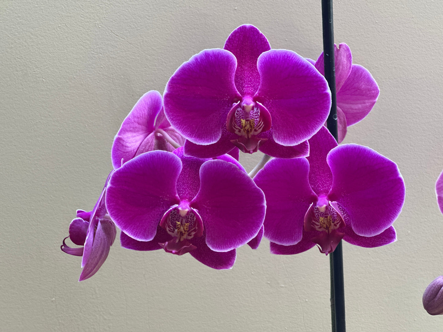 Orquídea Grande Prince