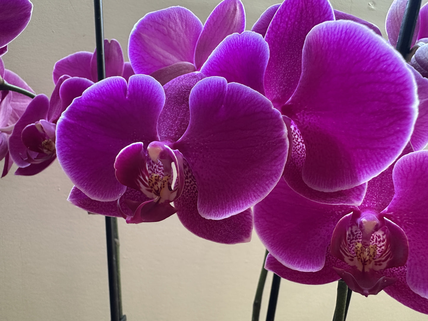 Orquídea Grande Prince