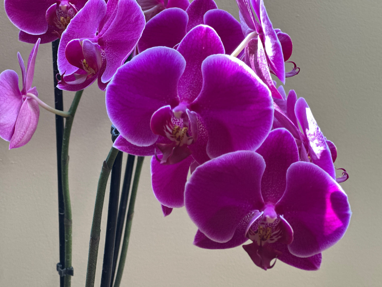 Orquídea Grande Prince