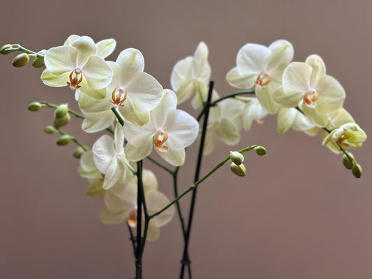 Orquídea Grande Volterra