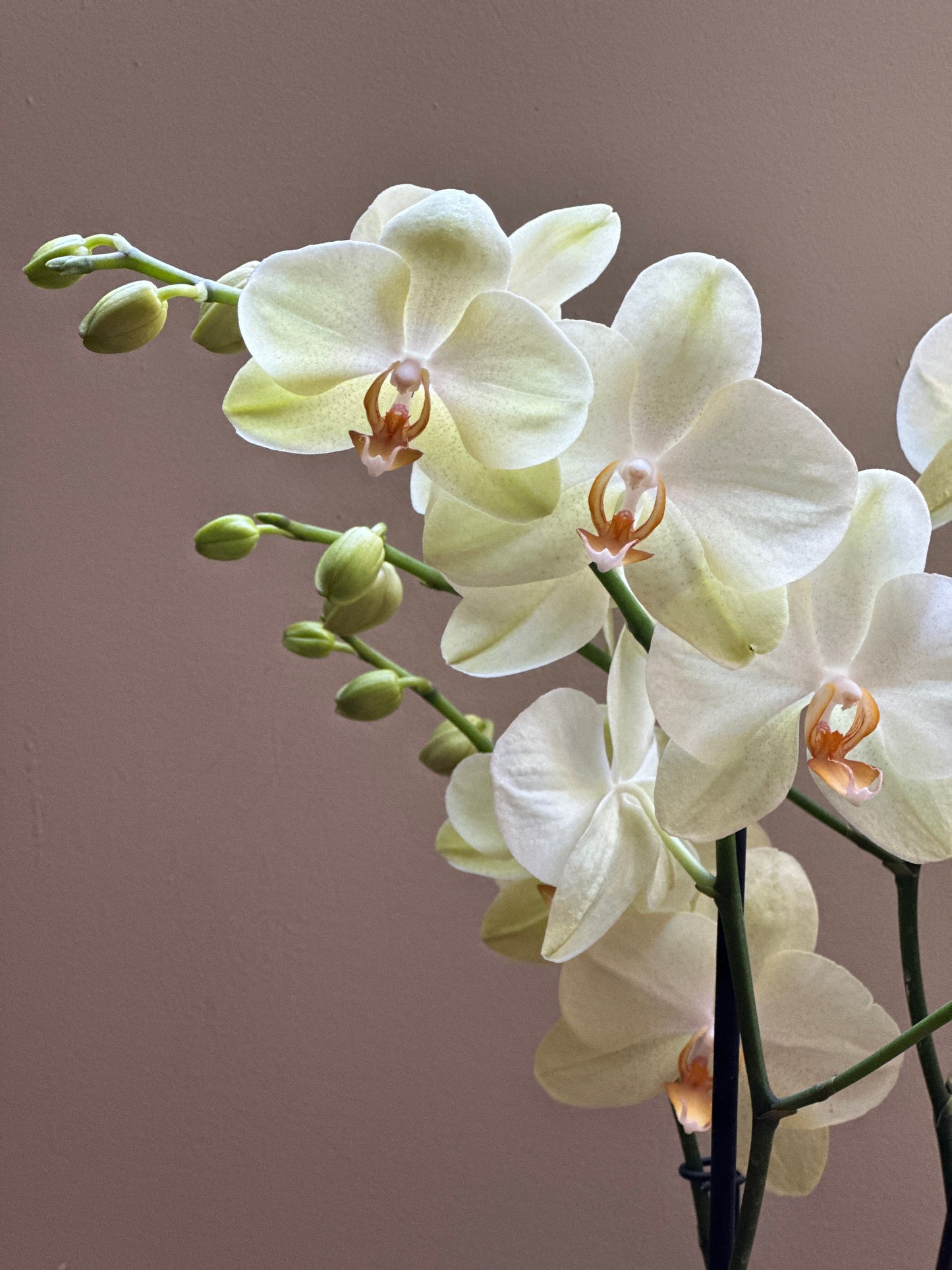 Orquídea Grande Volterra