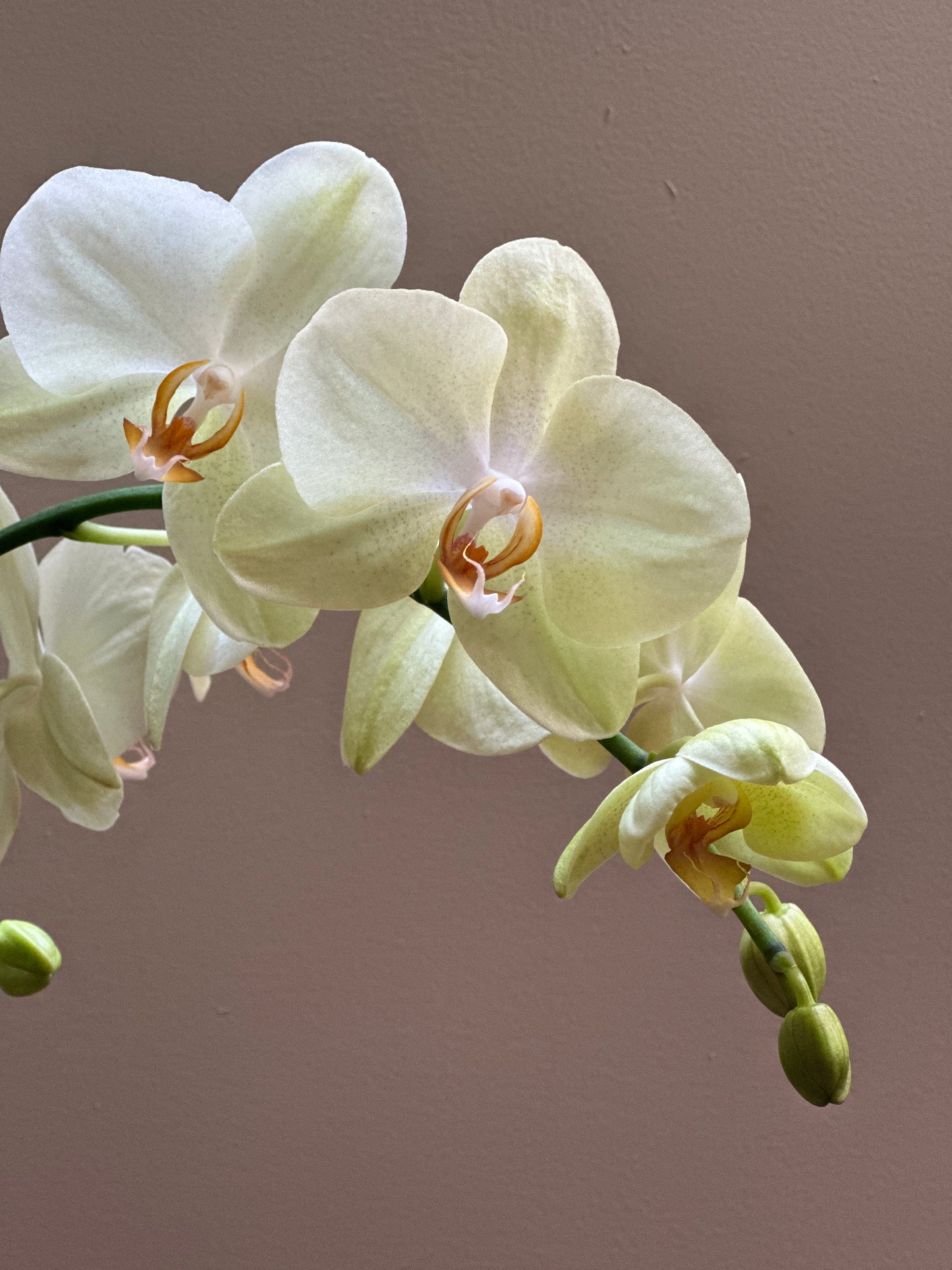Orquídea Grande Volterra