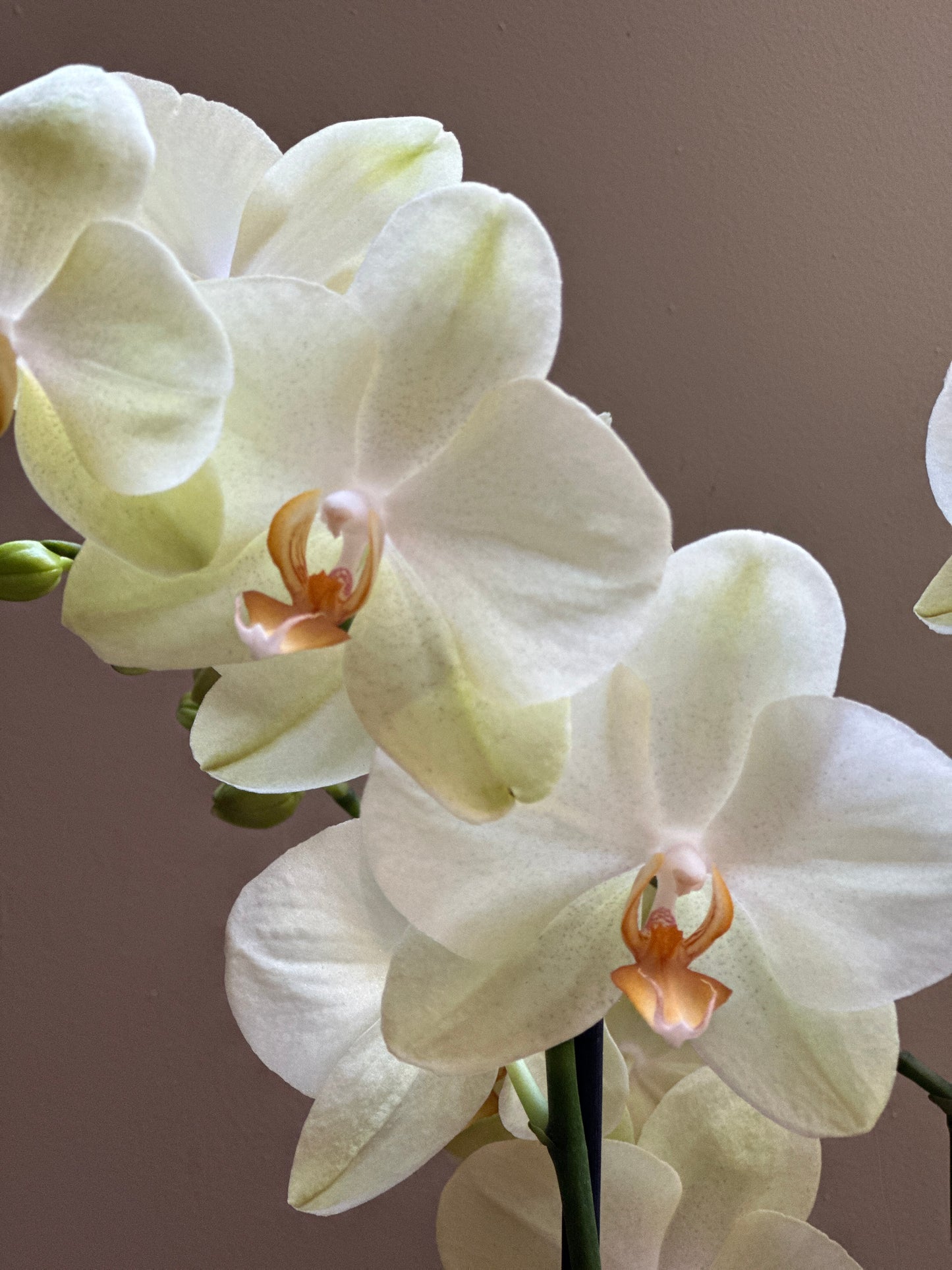 Orquídea Grande Volterra