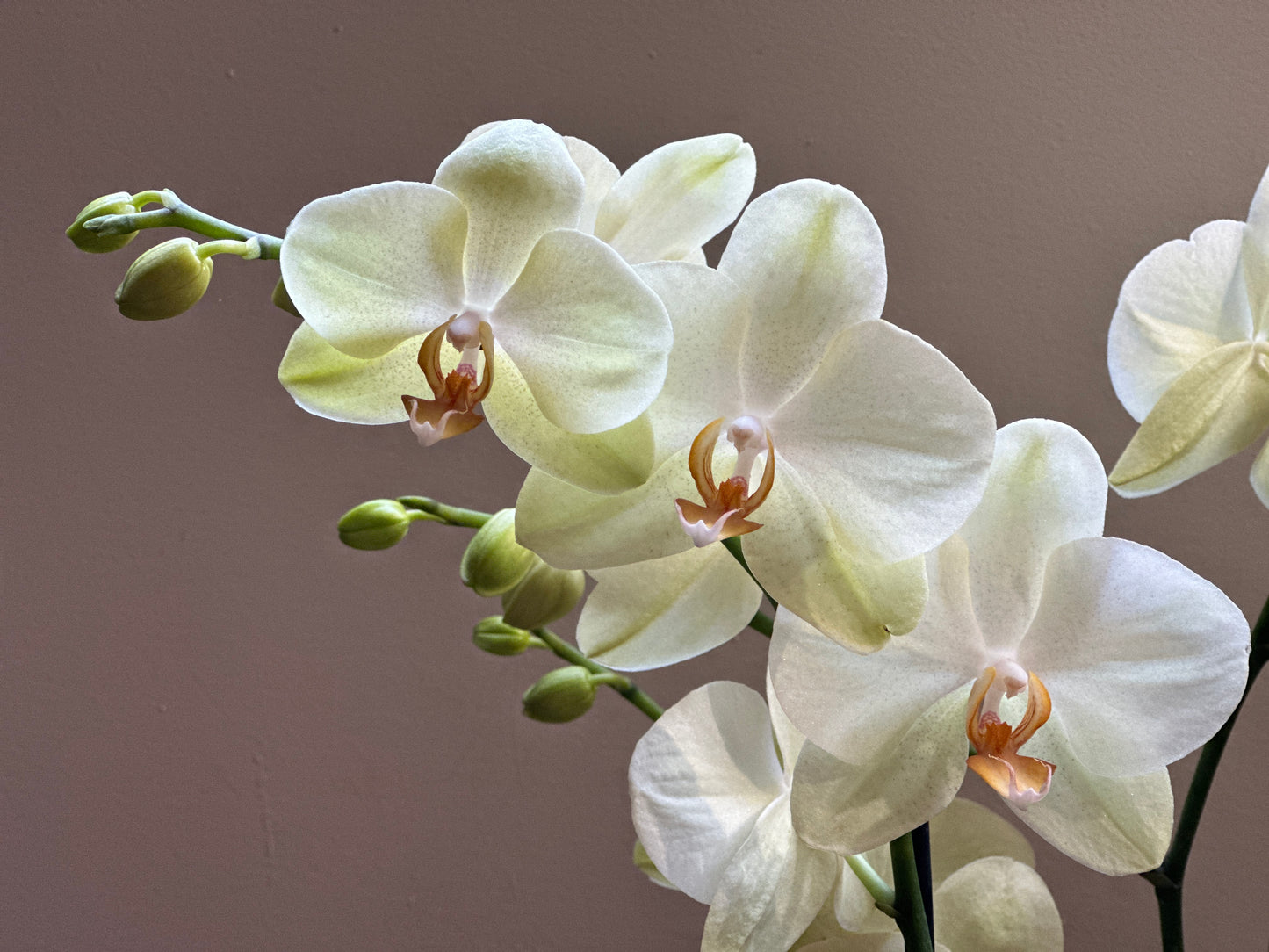 Orquídea Grande Volterra