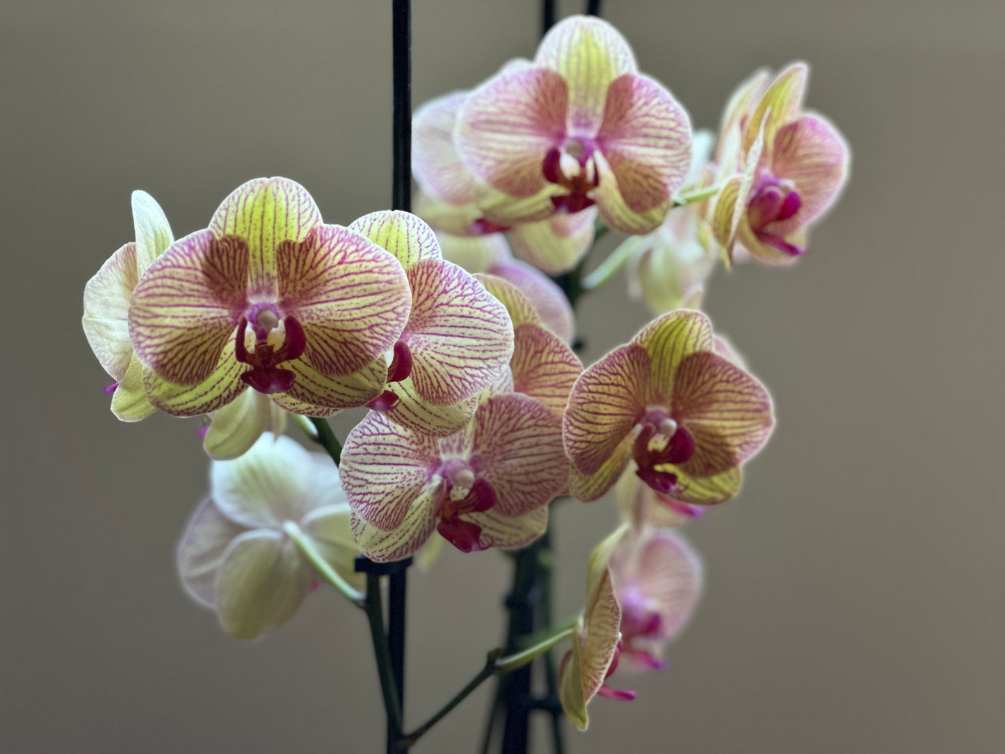 Orquídea Grande Bali