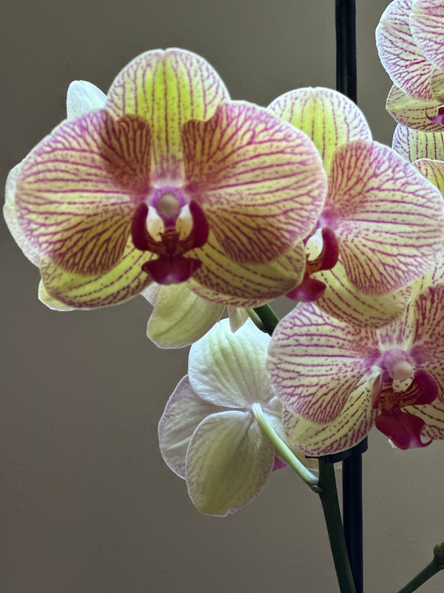 Orquídea Grande Bali