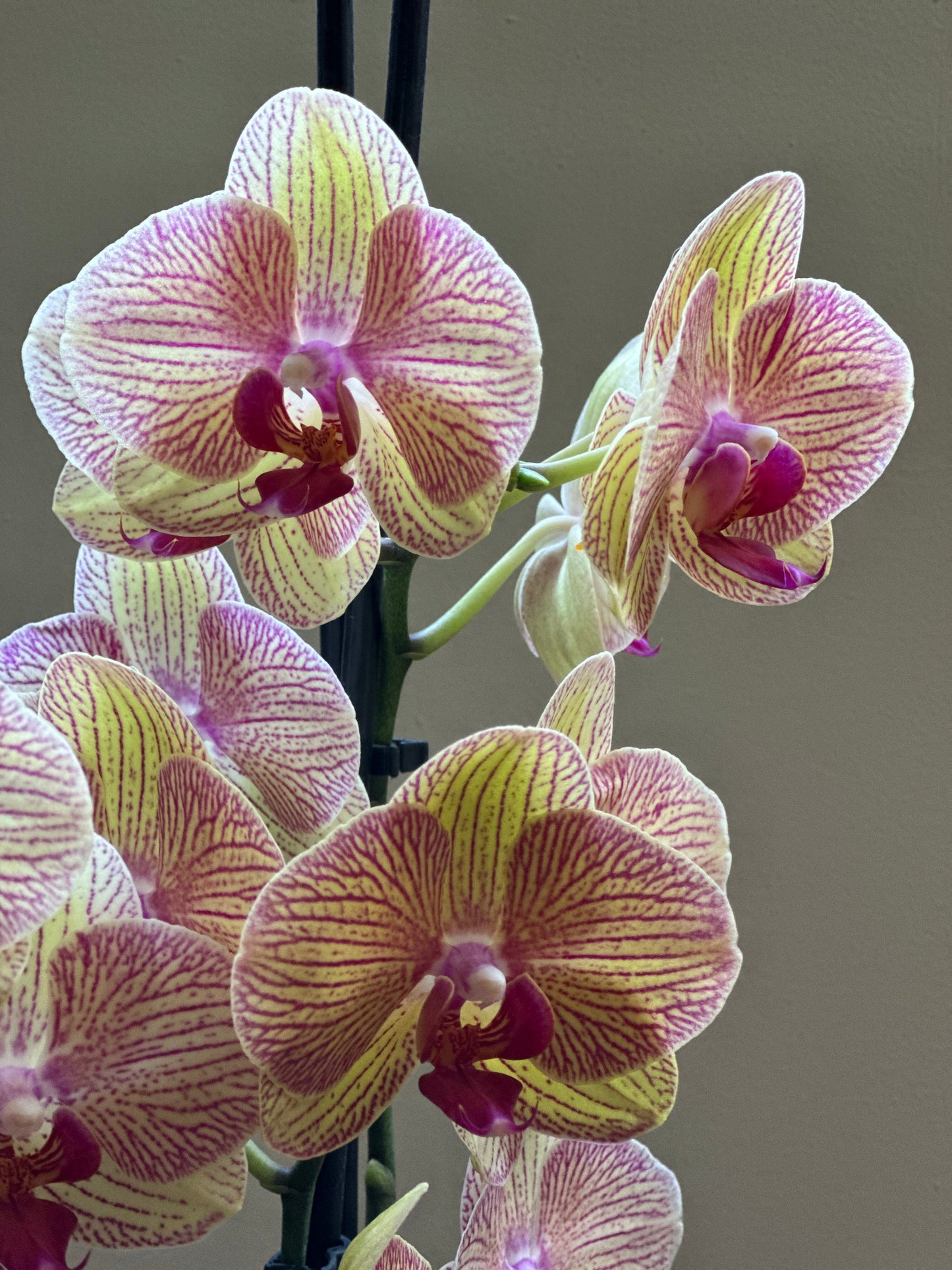 Orquídea Grande Bali