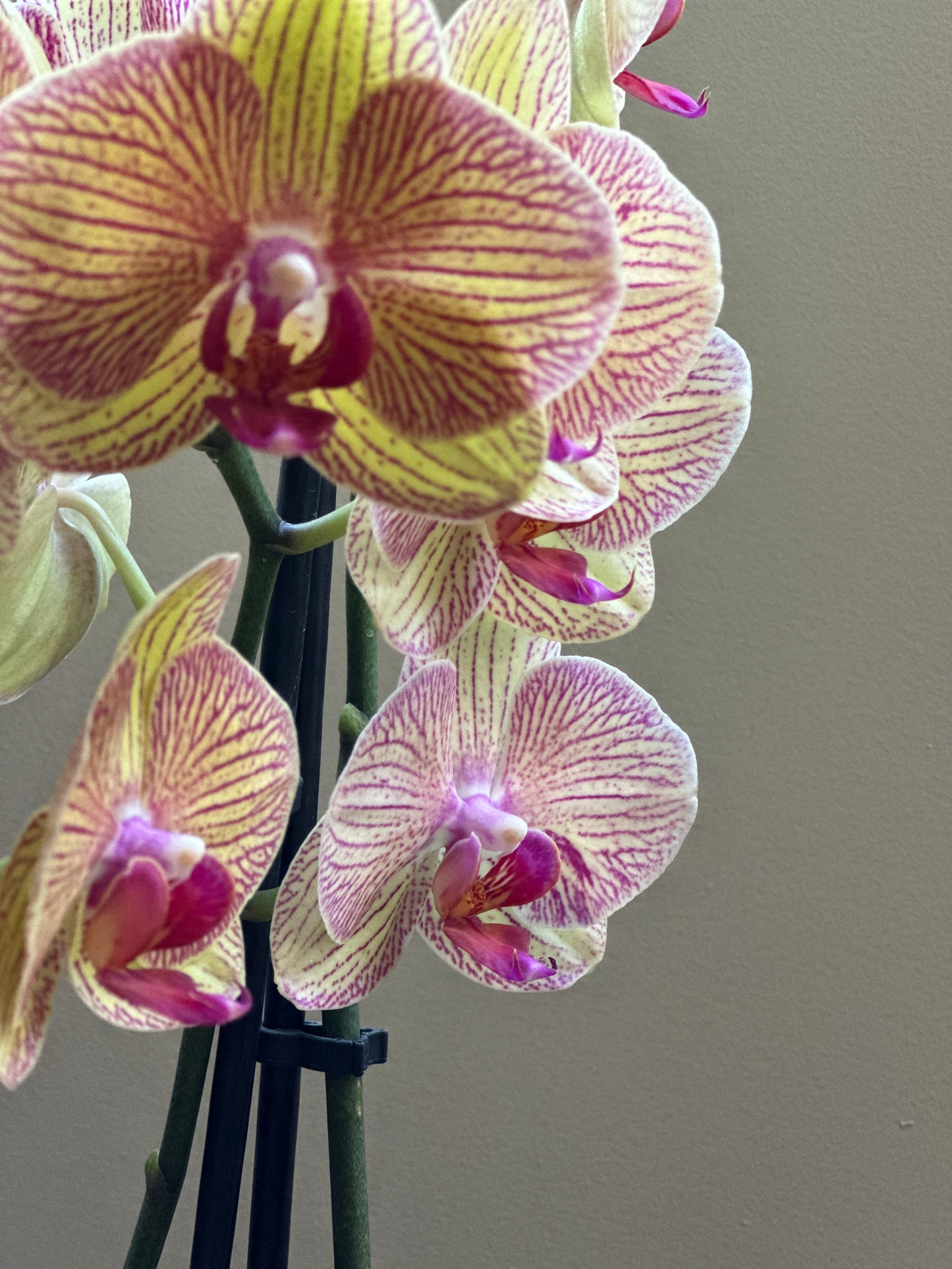 Orquídea Grande Bali