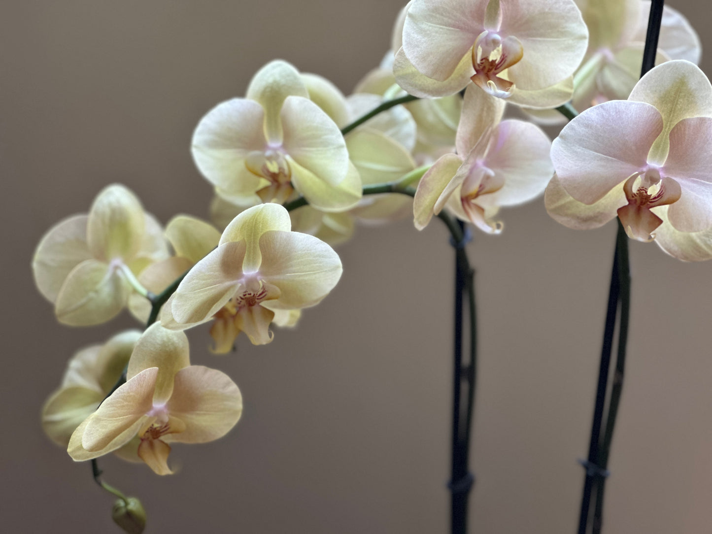 Orquídea Grande Dante