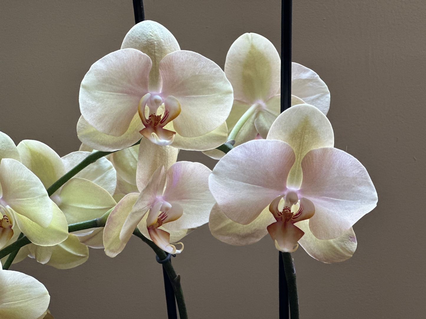 Orquídea Grande Dante