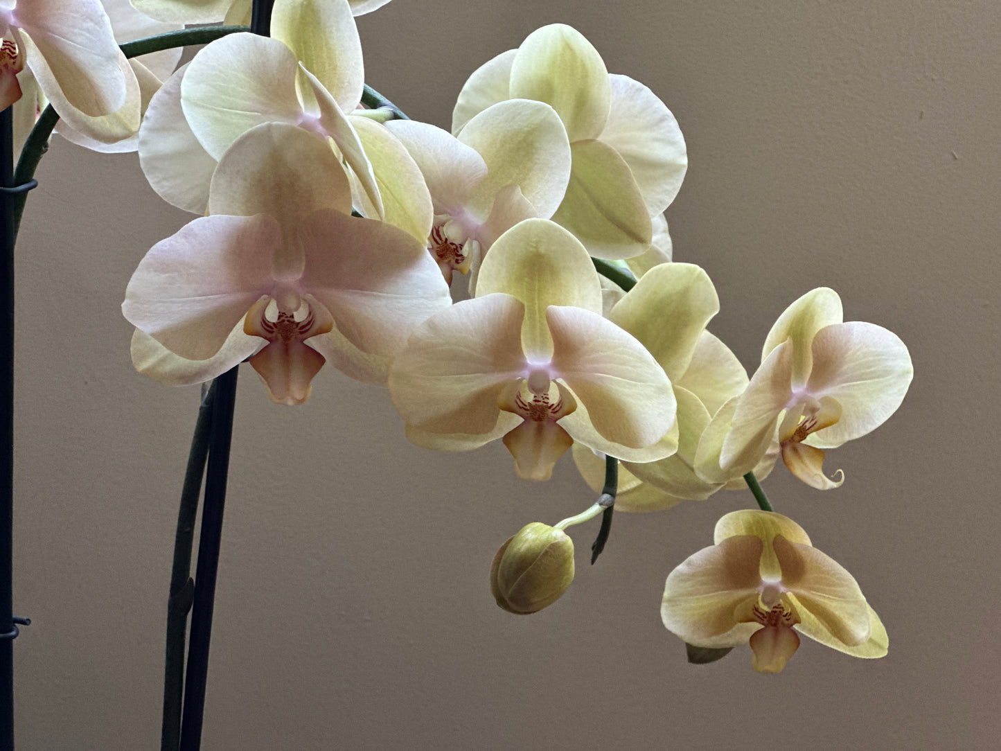 Orquídea Grande Dante