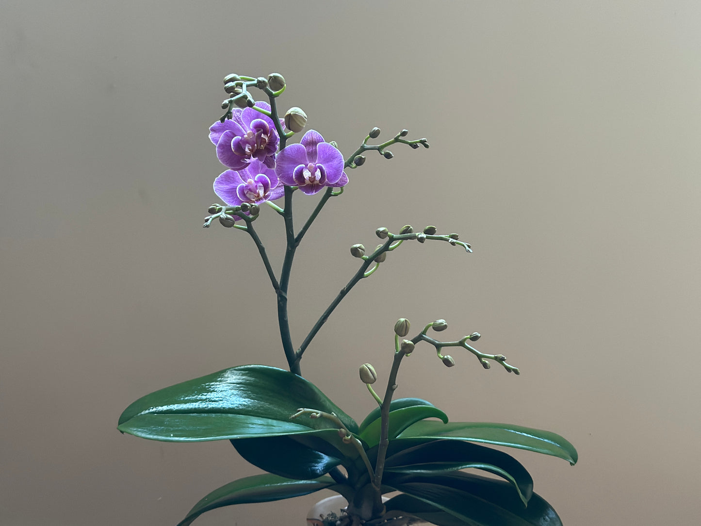 Multiflora Violet Queen