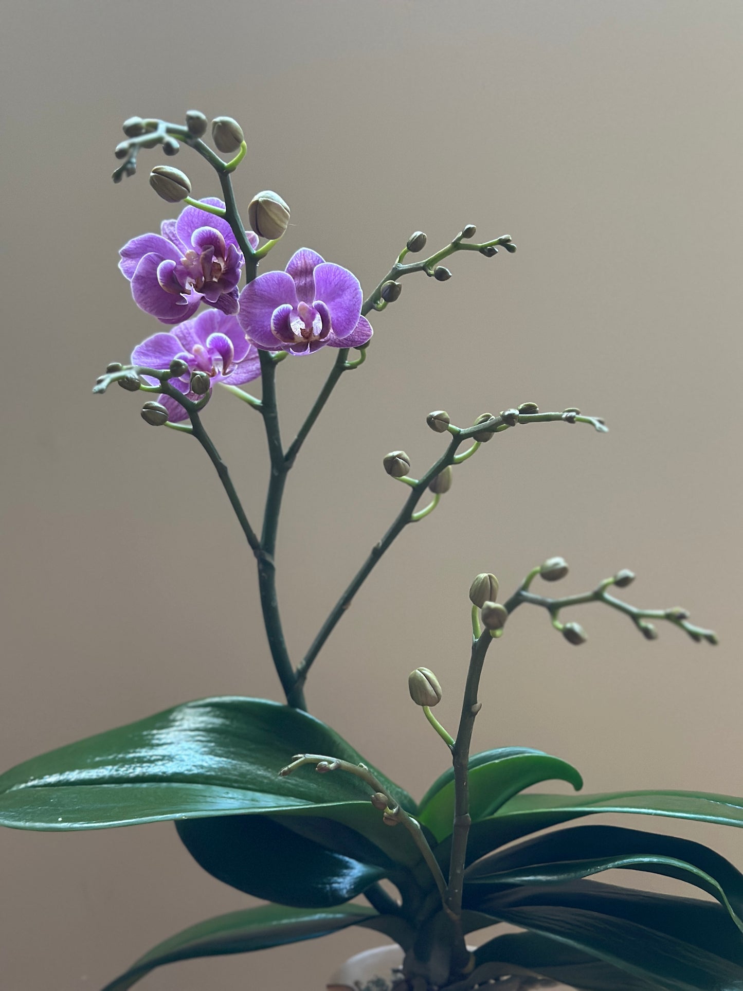 Multiflora Violet Queen