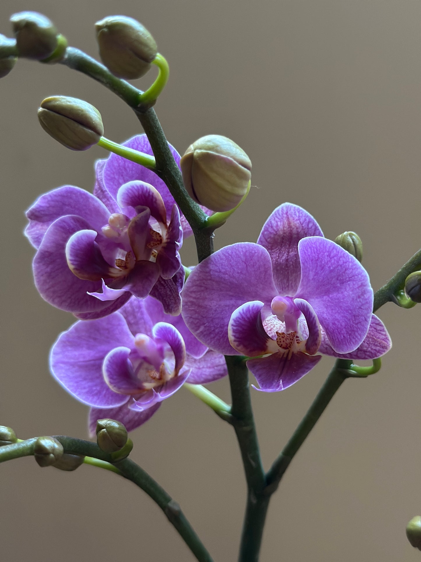 Multiflora Violet Queen