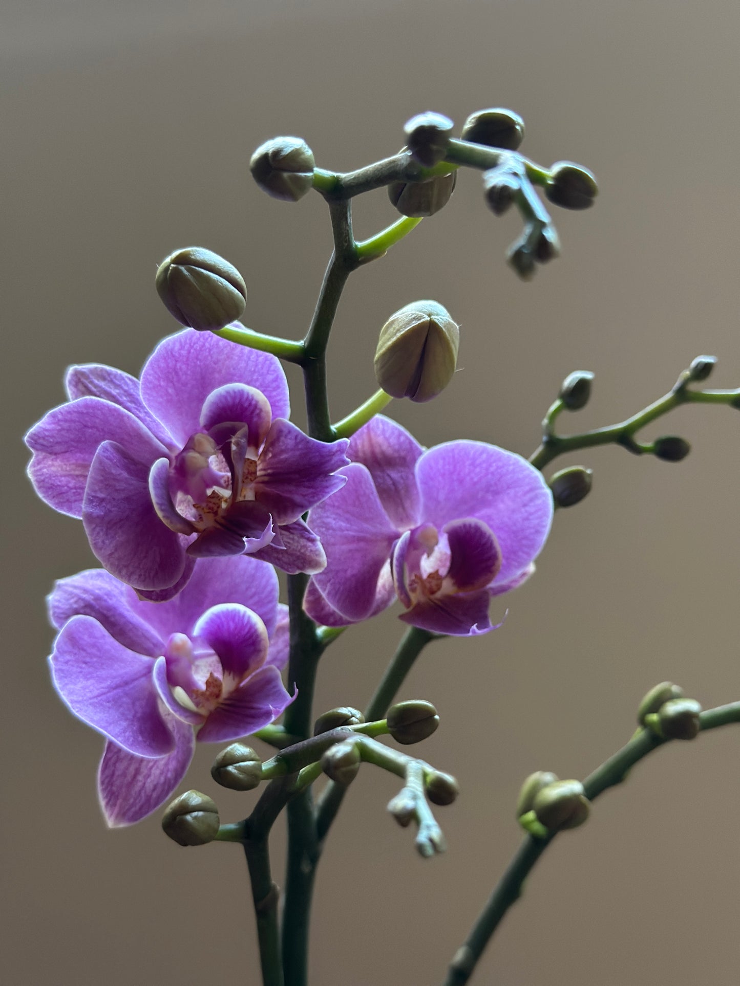 Multiflora Violet Queen