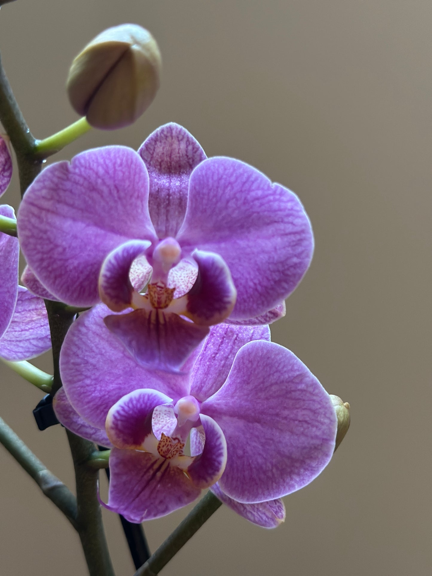 Multiflora Violet Queen