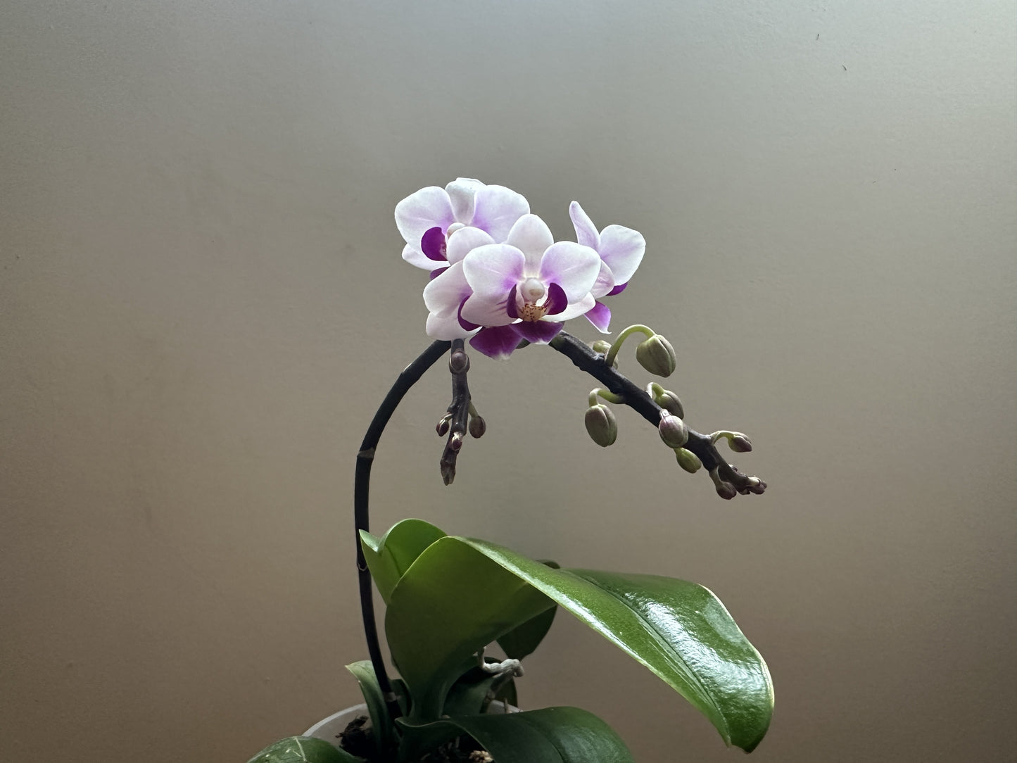 Multiflora Heartbeat