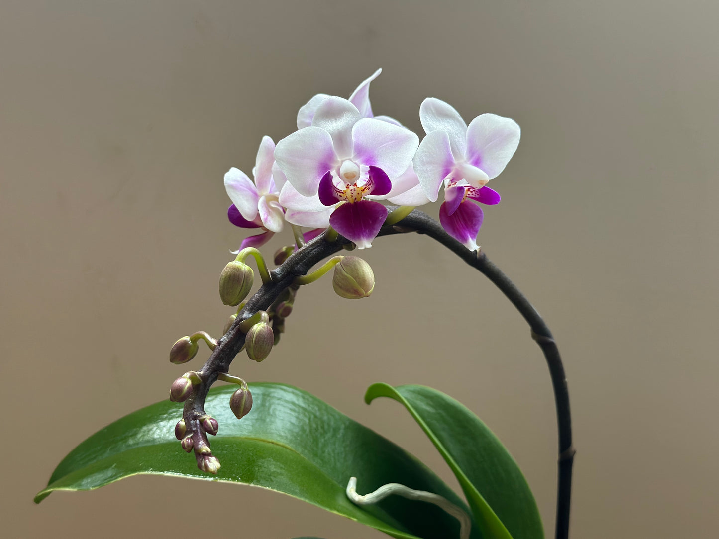 Multiflora Heartbeat